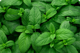 Teicneolaíocht Buletedan