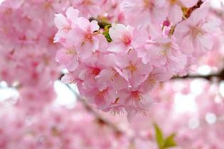 Teicneolaíocht Buletedan